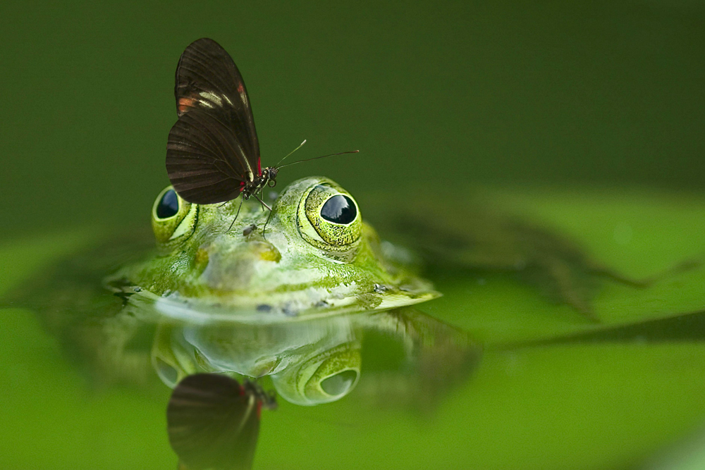 butterfly